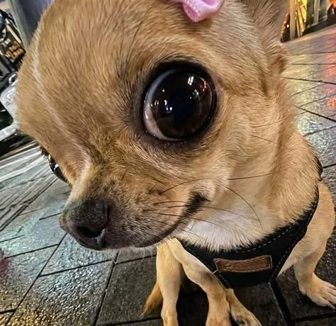 A chihuahua with a pink bow